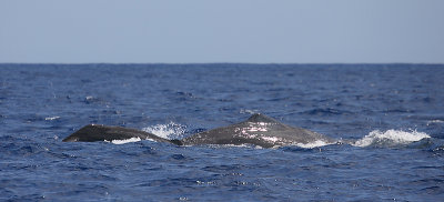 Sperm Whales Pico Azores OZ9W8387