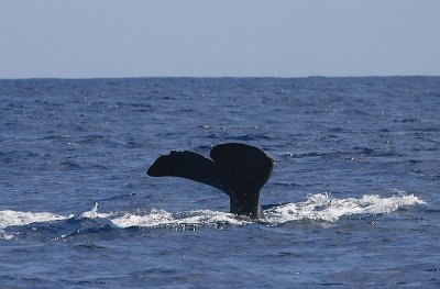Sperm Whale female fluking Pico Azores OZ9W8395