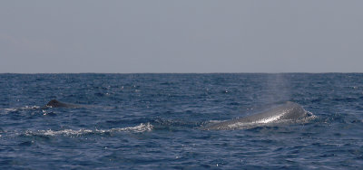 Sperm Whale female Pico Azores OZ9W8427