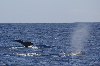 Sperm Whales Pico Azores OZ9W8436
