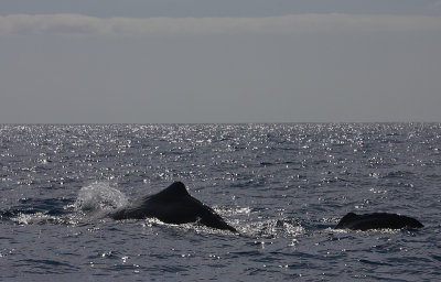 Sperm Whales Pico Azores OZ9W8460