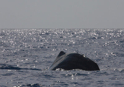 Sperm Whale fluking Pico Azores OZ9W8461