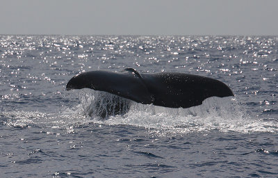 Sperm Whale fluking Pico Azores OZ9W8465