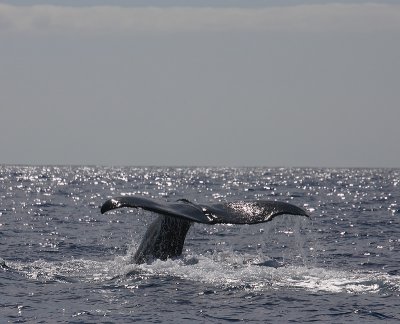 Sperm Whale fluking Pico Azores OZ9W8466