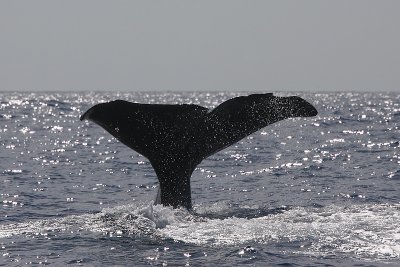 Sperm Whale fluking Pico Azores OZ9W8470