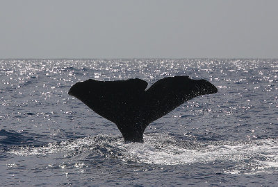 Sperm Whale fluking Pico Azores OZ9W8472