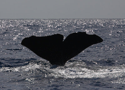 Sperm Whale fluking Pico Azores OZ9W8473