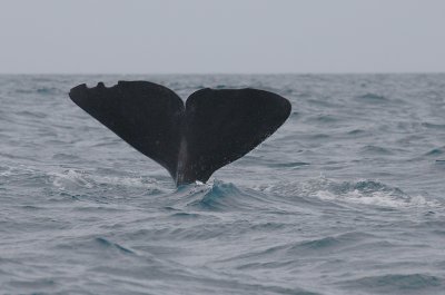 Sperm Whales Azores