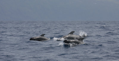 Short-finned Pilot Whales Pico Azores OZ9W9418