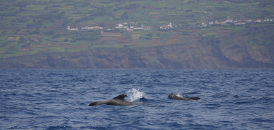 Short-finned Pilot Whales Pico Azores OZ9W9440