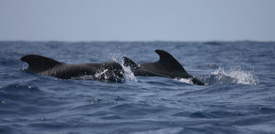 Short-finned Pilot Whales Pico Azores OZ9W9448