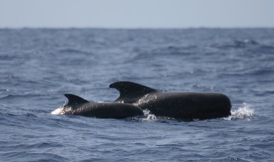 Short-finned Pilot Whale adult with calf Pico Azores OZ9W9451