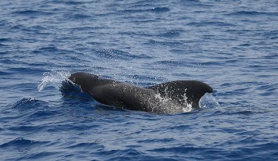 Short-finned Pilot Whale adult Pico Azores OZ9W9462