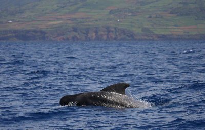 Short-finned Pilot Whale adult Pico Azores OZ9W9469