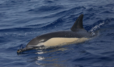 Short-beaked Common Dolphin Pico Azores OZ9W8837