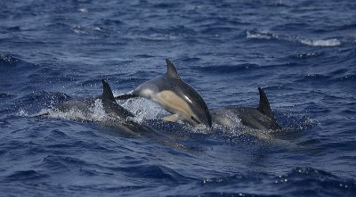 Short-beaked Common Dolphins Pico Azores OZ9W8849