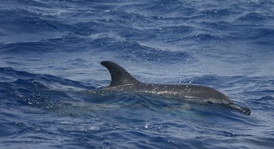 Short-beaked Common Dolphin Pico Azores OZ9W8862