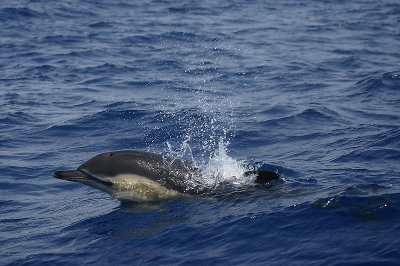 Short-beaked Common Dolphin Pico Azores OZ9W8874