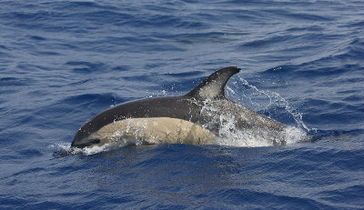 Short-beaked Common Dolphin Pico Azores OZ9W8894