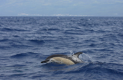 Short-beaked Common Dolphin Pico Azores OZ9W8902
