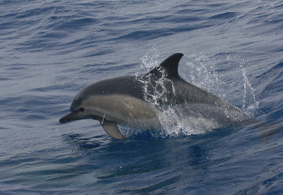 Short-beaked Common Dolphin Pico Azores OZ9W8957