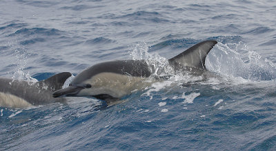Short-beaked Common Dolphin Pico Azores OZ9W9005
