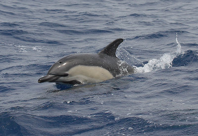 Short-beaked Common Dolphin Pico Azores OZ9W9049