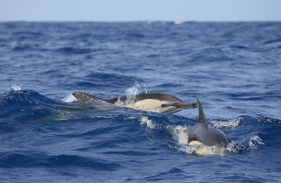 Short-beaked Common Dolphins Pico Azores OZ9W9233