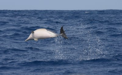 Short-beaked Common Dolphin leaping Pico Azores OZ9W9276