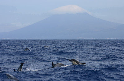 Short-beaked Common Dolphins and  Pico Azores OZ9W9328