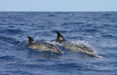 Short-beaked Common Dolphins Pico Azores OZ9W9376