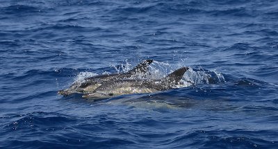 Short-beaked Common Dolphins Pico Azores OZ9W9478