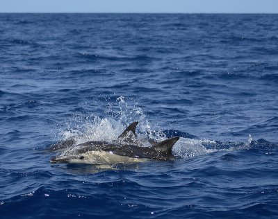 Short-beaked Common Dolphins Pico Azores OZ9W9480