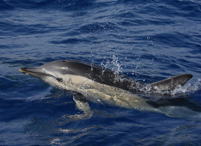 Short-beaked Common Dolphin Pico Azores OZ9W9577