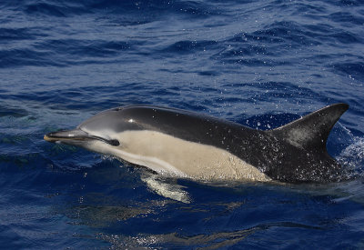 Short-beaked Common Dolphin