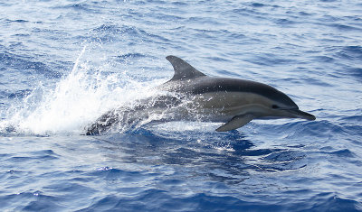 Short-beaked Common Dolphin leaping Pico Azores OZ9W9597