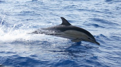 Short-beaked Common Dolphin leaping Pico Azores OZ9W9598