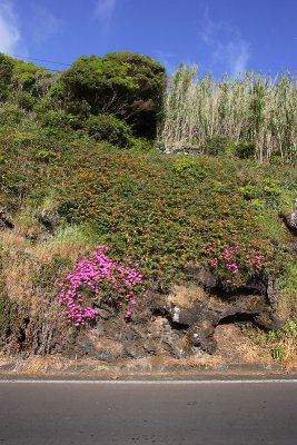 Vegetation near Lajes Pico OZ9W8144