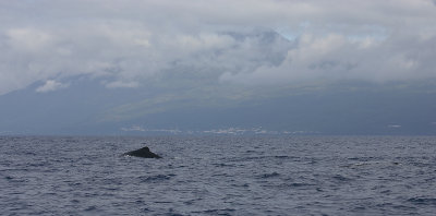Pico with Short-finned Pilot Whale OZ9W8664
