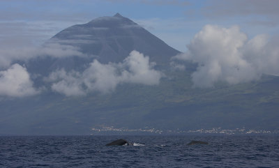 Pico with Sperm Whales OZ9W8790