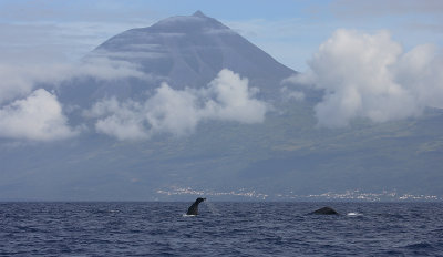 Pico with Sperm Whales OZ9W8792