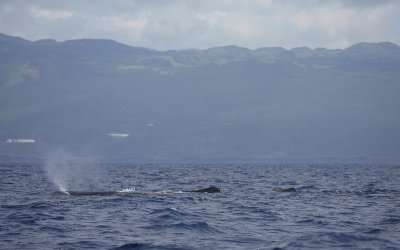 Pico with Sperm Whale OZ9W8806