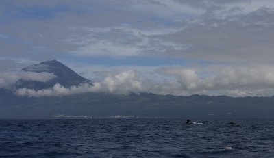 Pico with Sperm Whales OZ9W8825