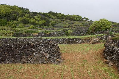 Fields near Lajes Pico OZ9W9185