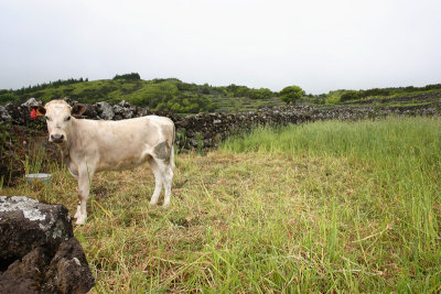Fields with cow near Lajes Pico OZ9W9193