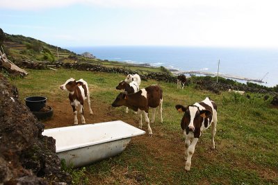 Fields with cows near Lajes Pico OZ9W9194