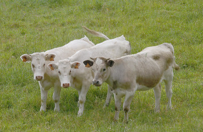 Cows near Lajes Pico OZ9W9214
