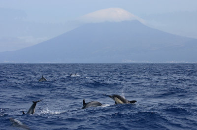 Pico with Common Dolphins OZ9W9328