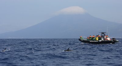 Whalewatching off Lajes Pico OZ9W9352