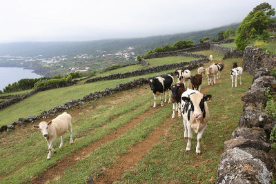 Field with cows near Lajes Pico OZ9W9197